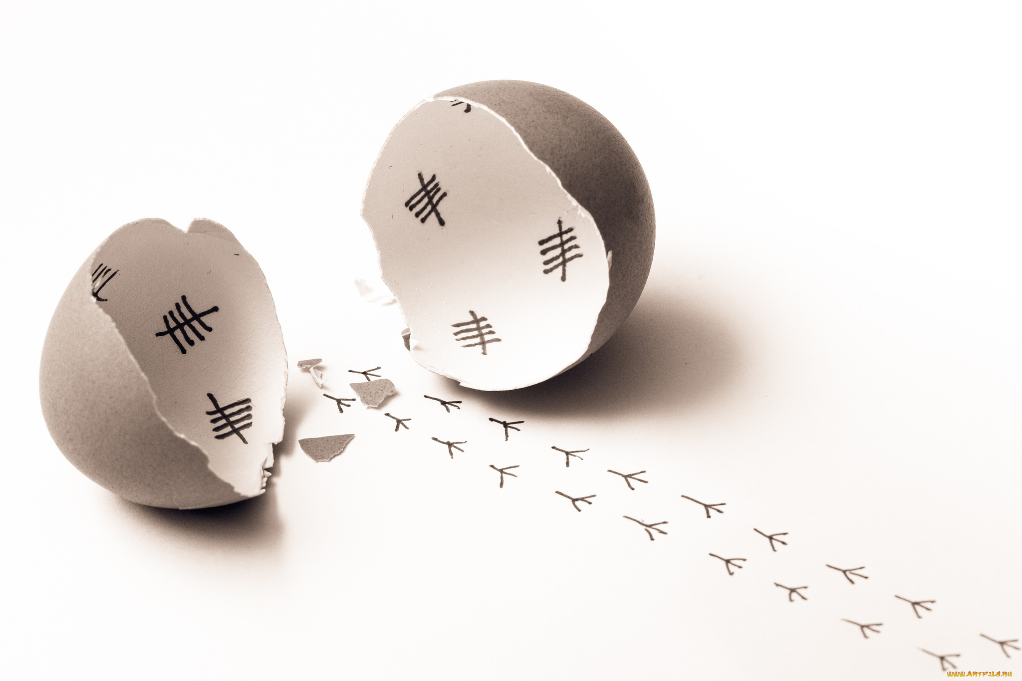 разное, -, другое, следы, скорлупа