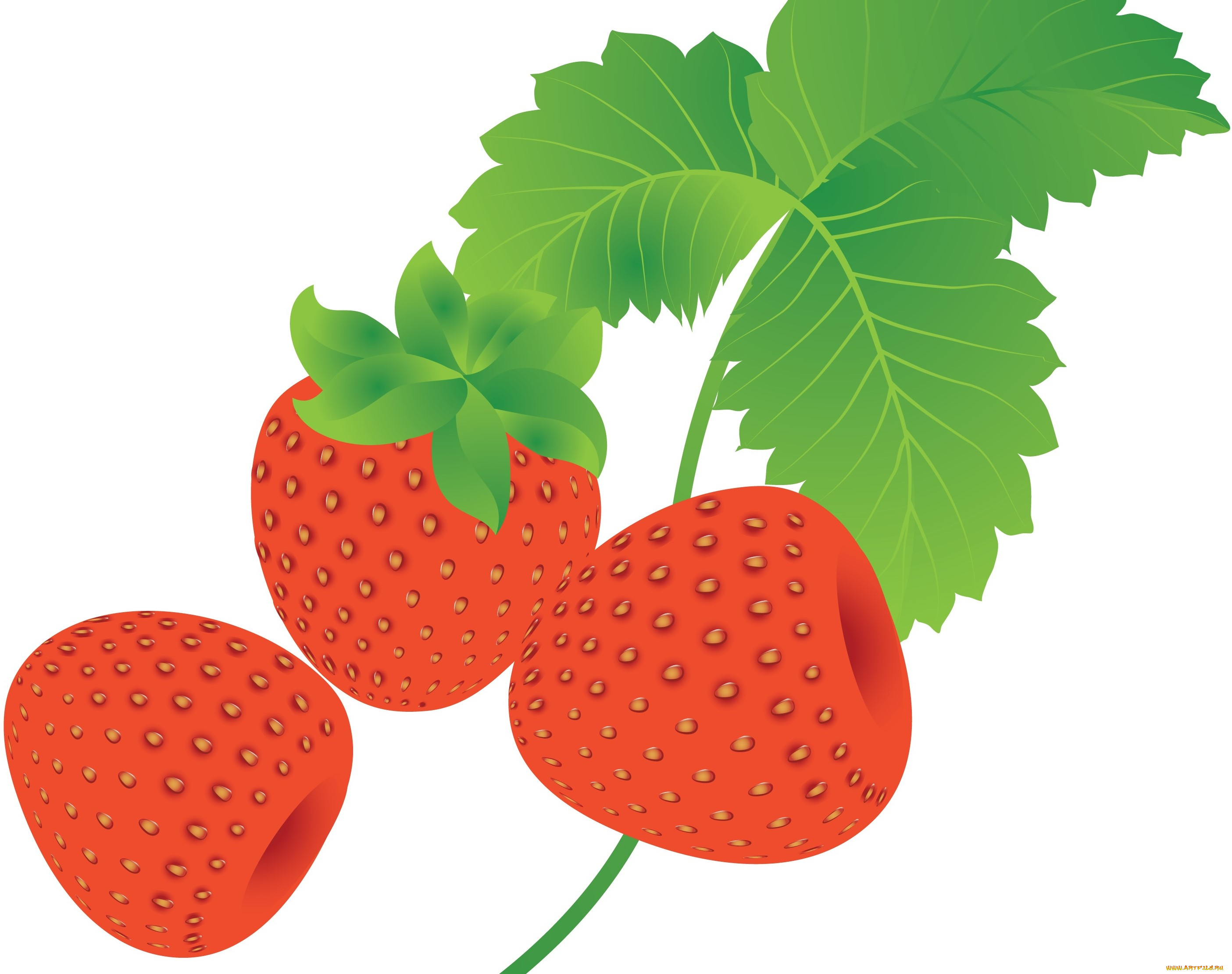 векторная, графика, еда, , food, листочки, клубника
