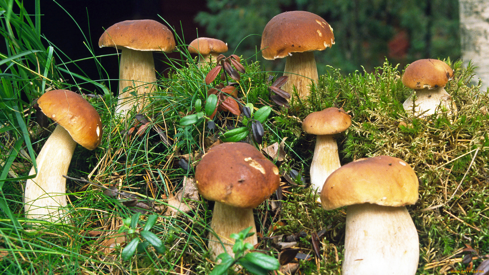 природа, грибы, грибочки