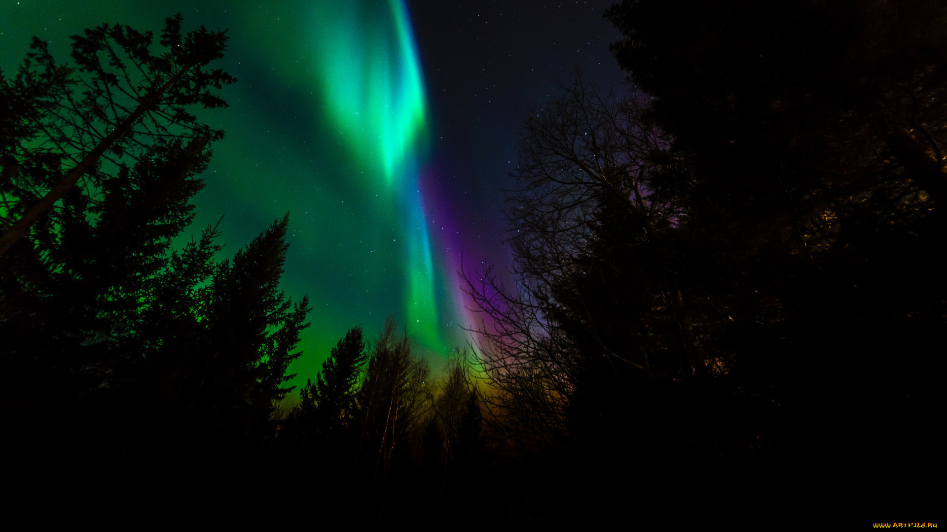 природа, северное, сияние, норвегия, северное, сияние, ночь, деревья, силуэт