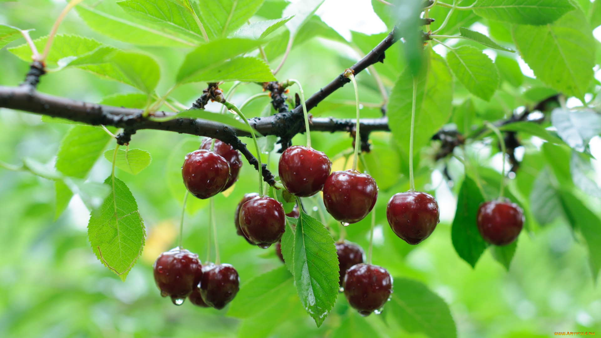природа, Ягоды, ветка, дерево, черешня, капли