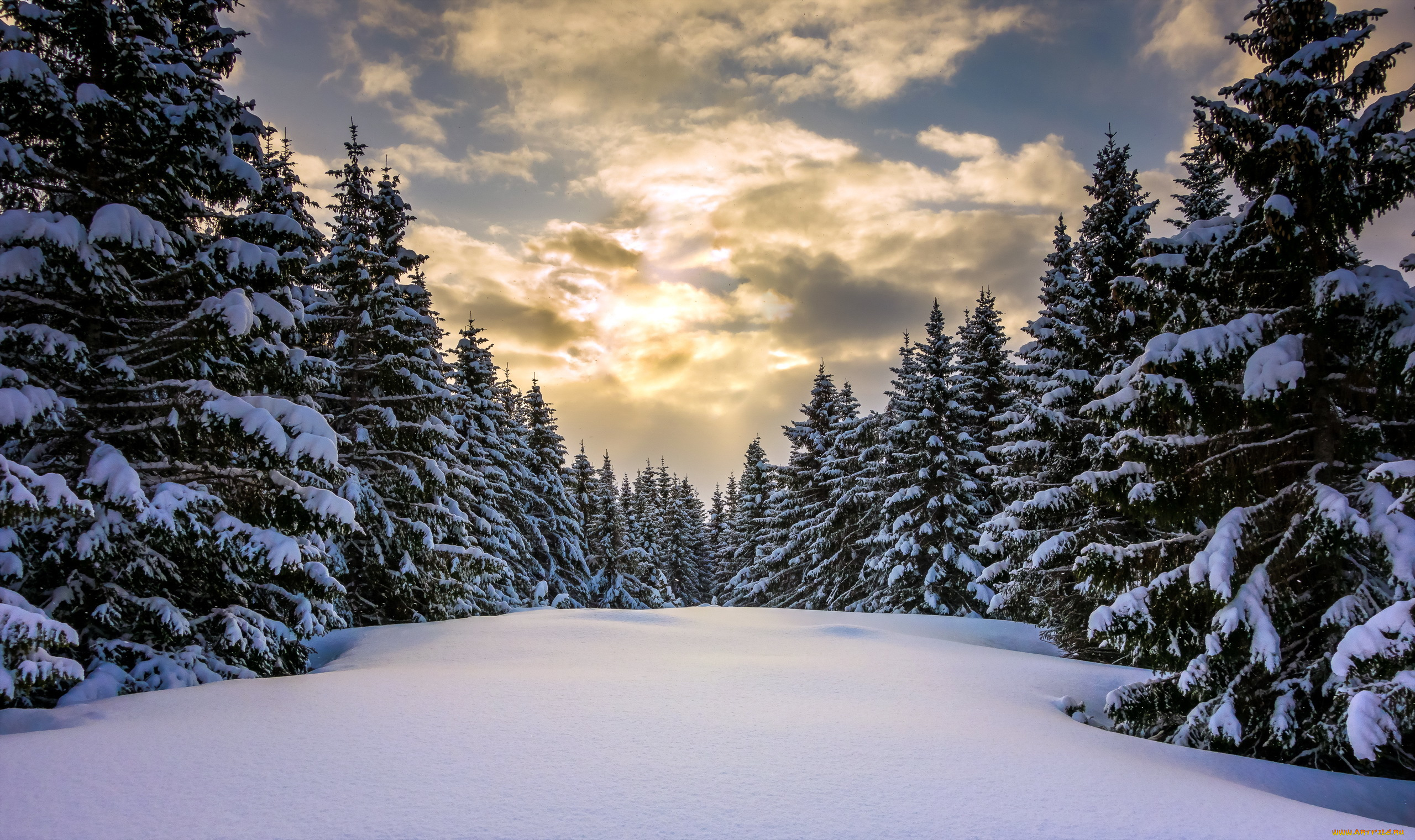 природа, зима, лес, снег