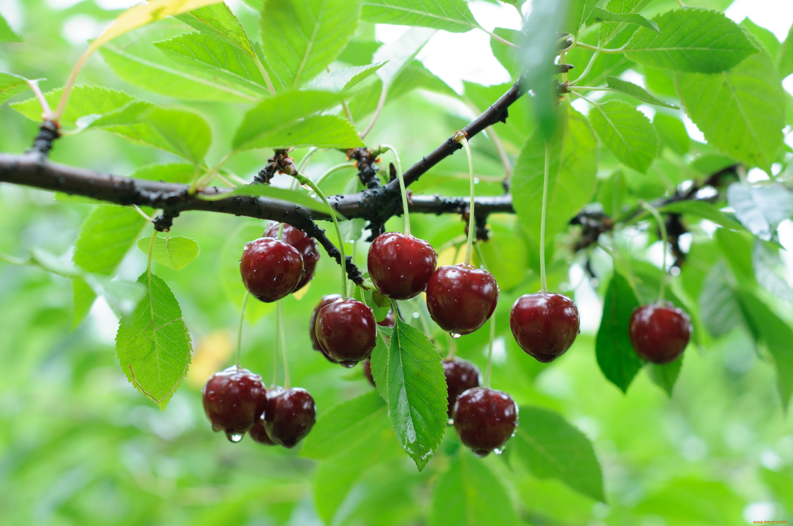 природа, Ягоды, ветка, дерево, черешня, капли