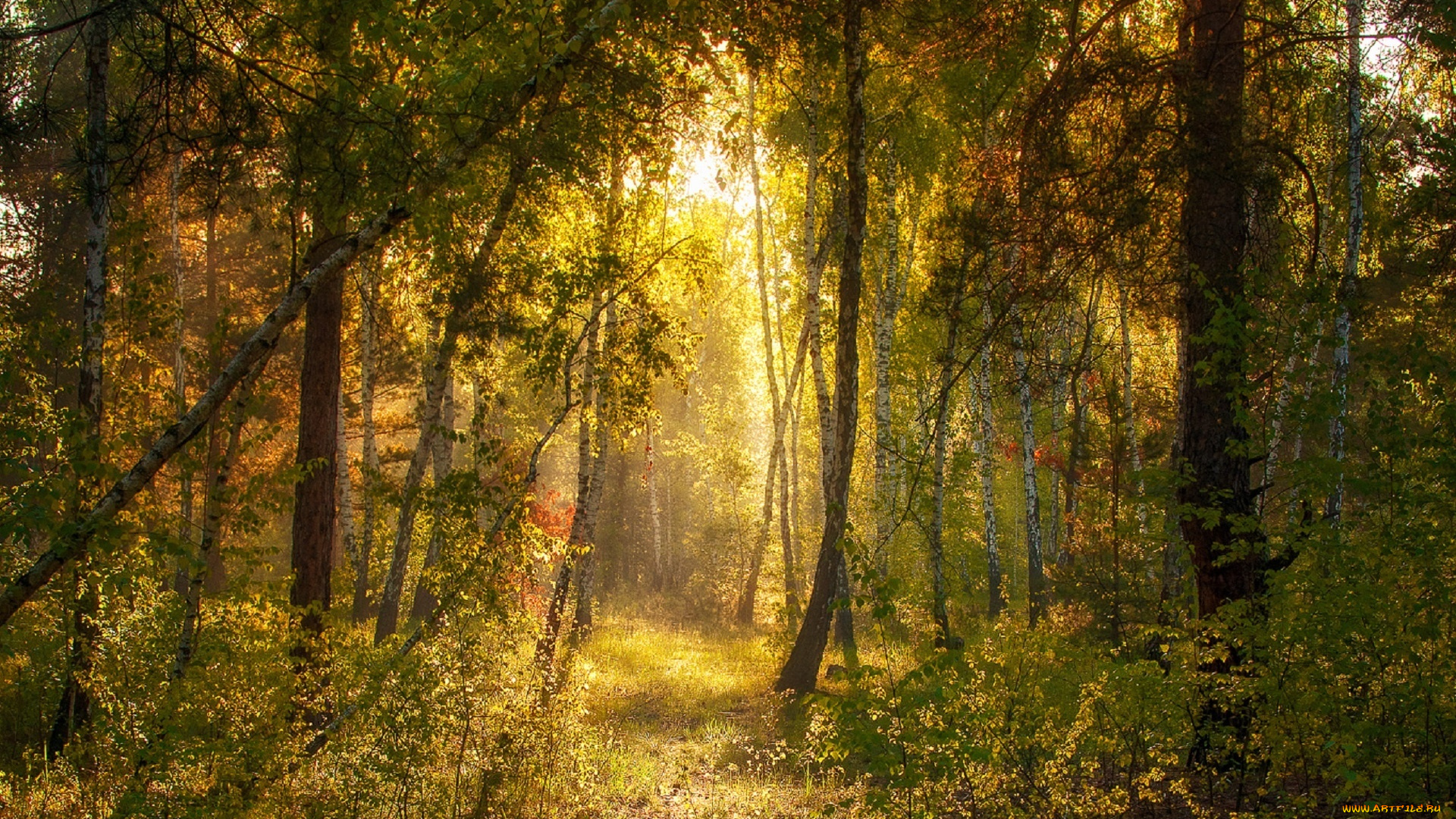 природа, лес, солнечные, лучи, свет, утро, сосны, михаил, msh, тропинка