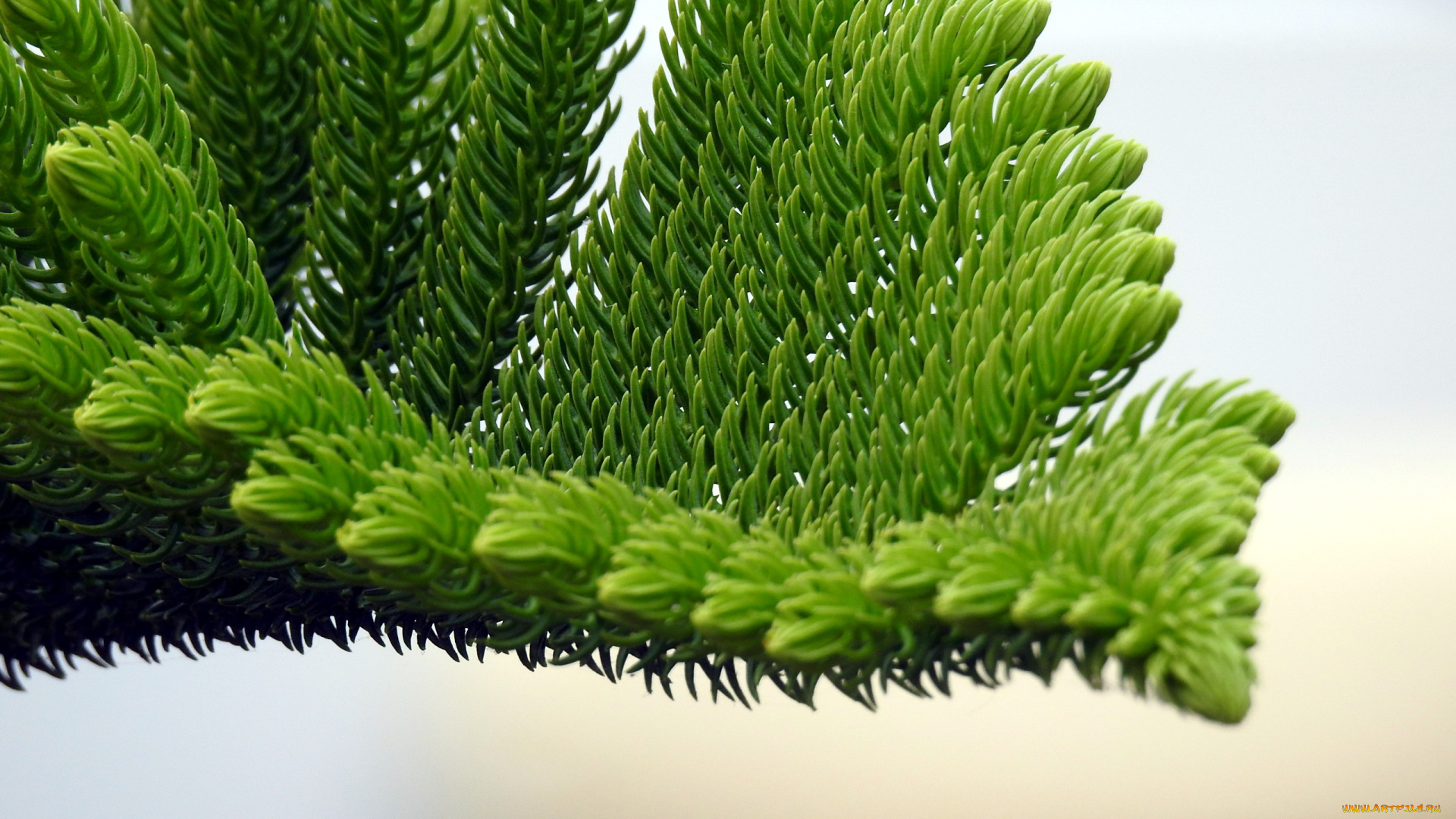 природа, макро, ветка