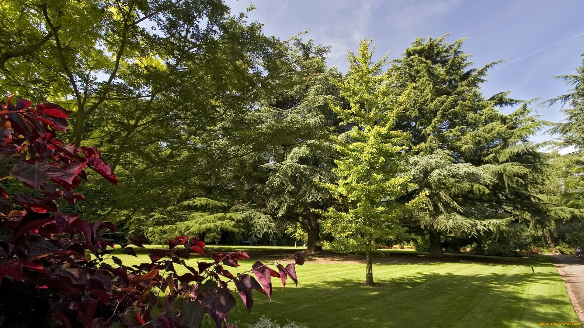 природа, пейзажи, деревья, лужайка, аллея