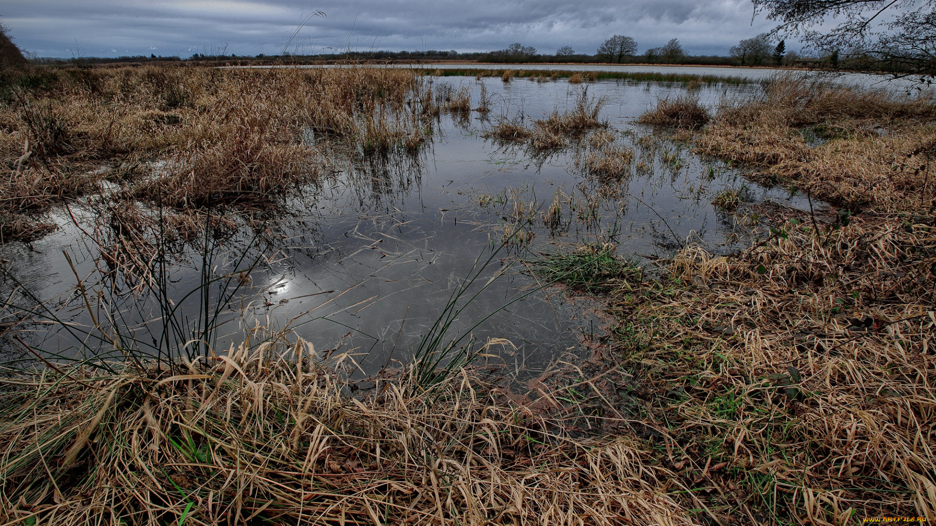 природа, реки, озера, лес, река