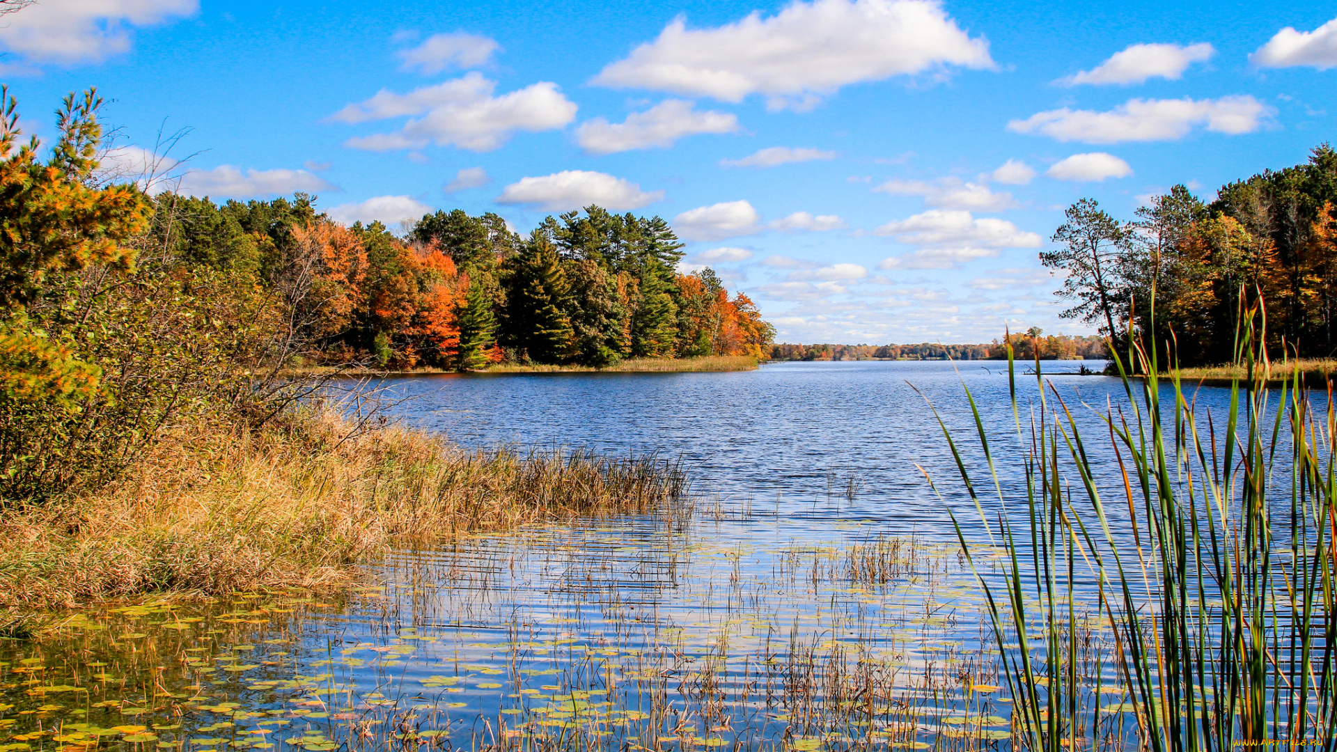 природа, реки, озера, река, лес