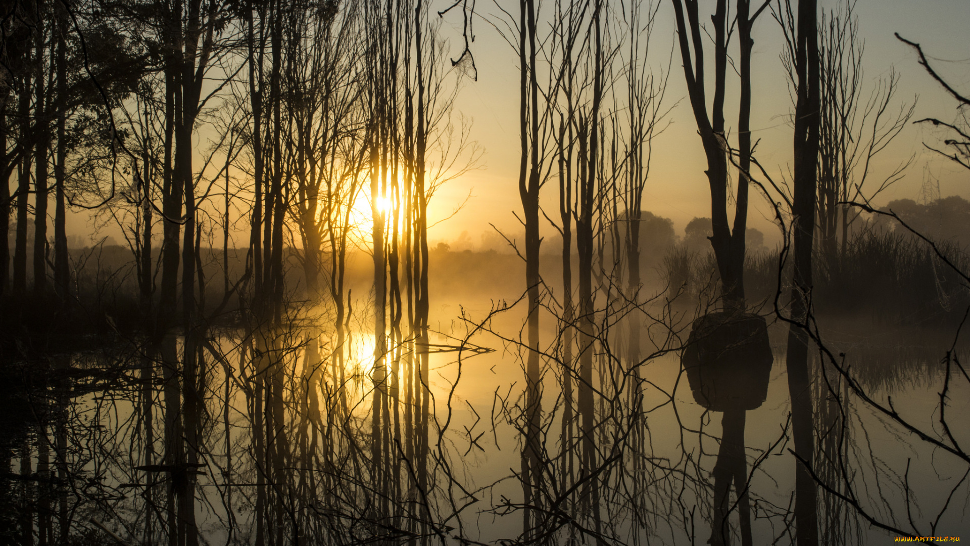 природа, реки, озера, река, лес