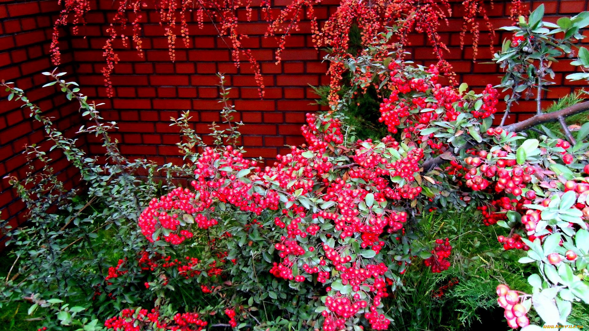 природа, Ягоды, кусты