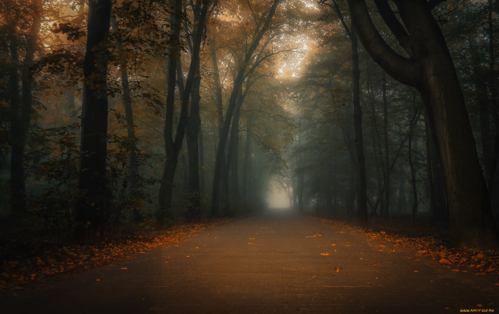 природа, дороги, туман, осень