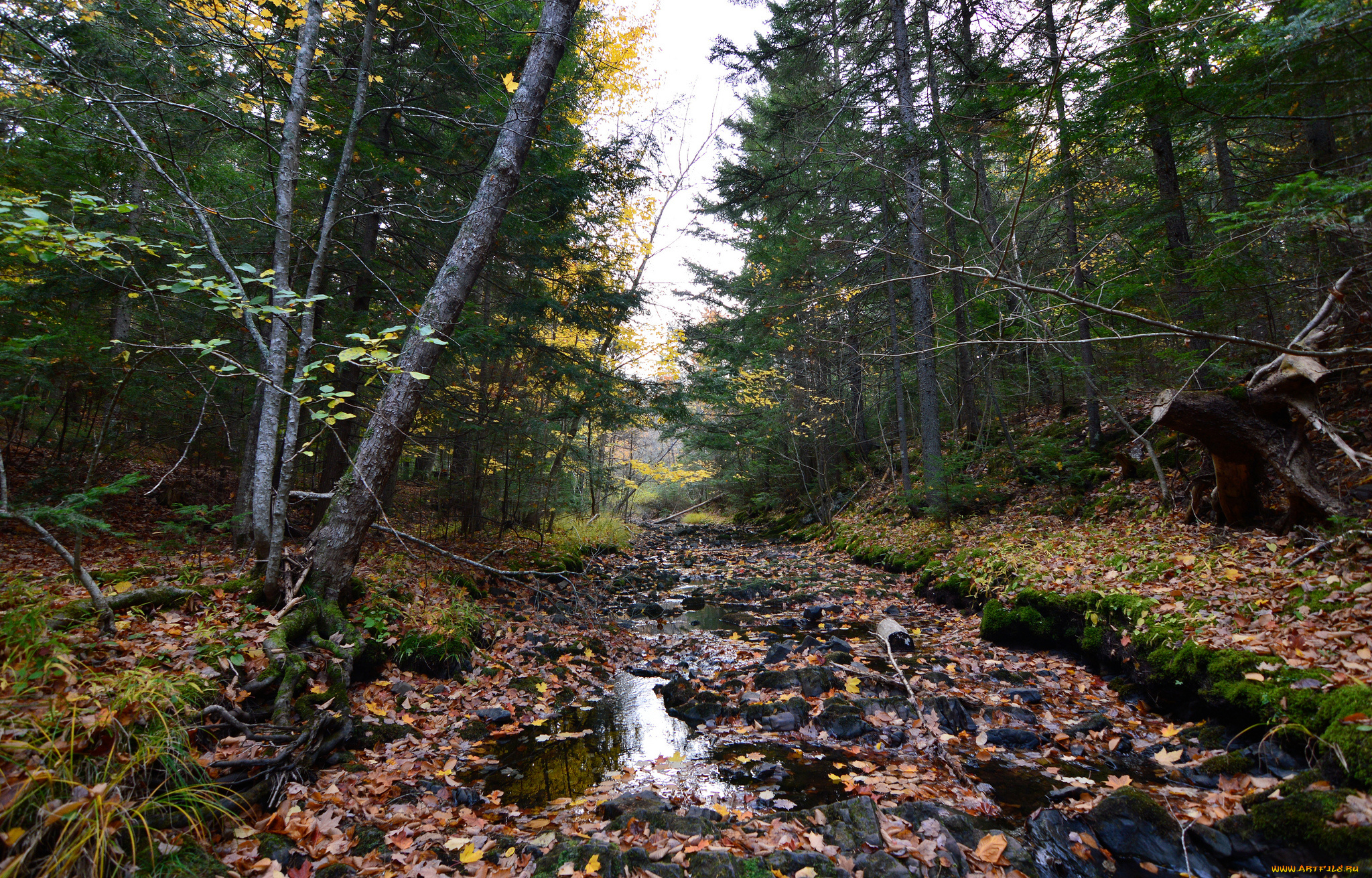 природа, реки, озера, река, лес