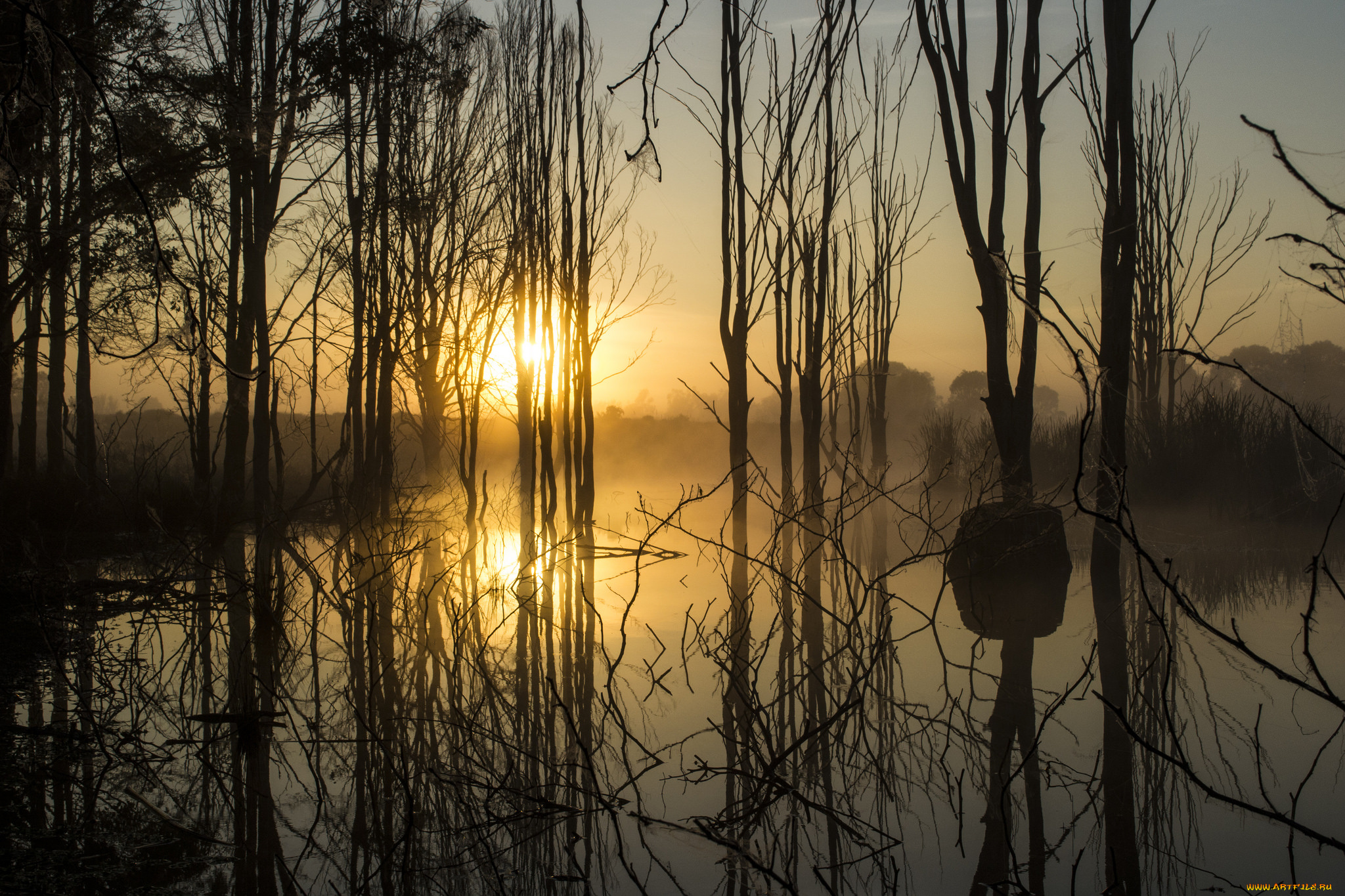 природа, реки, озера, река, лес