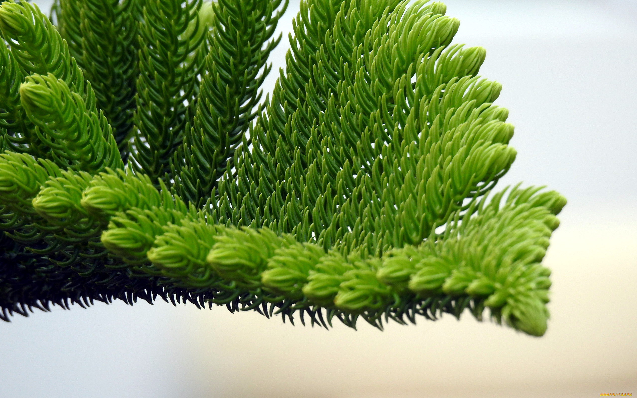 природа, макро, ветка