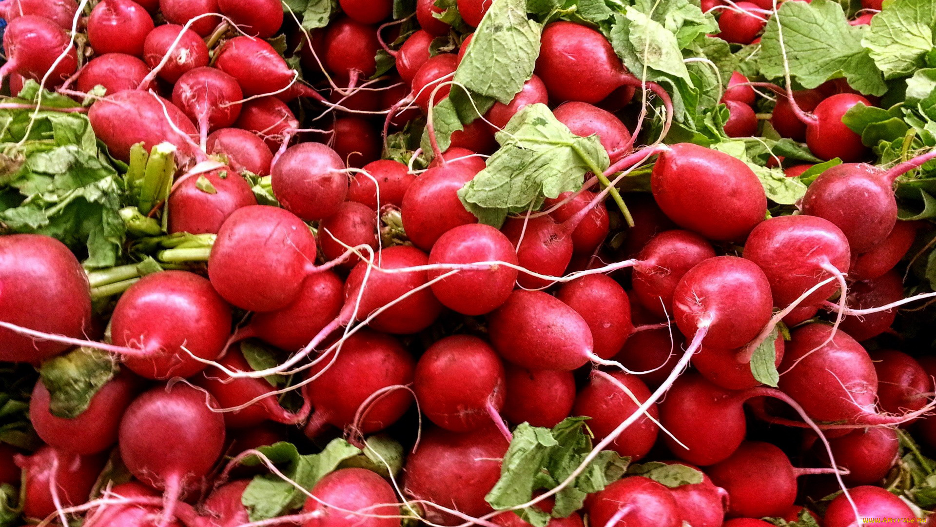 еда, редис, , репа, , редька