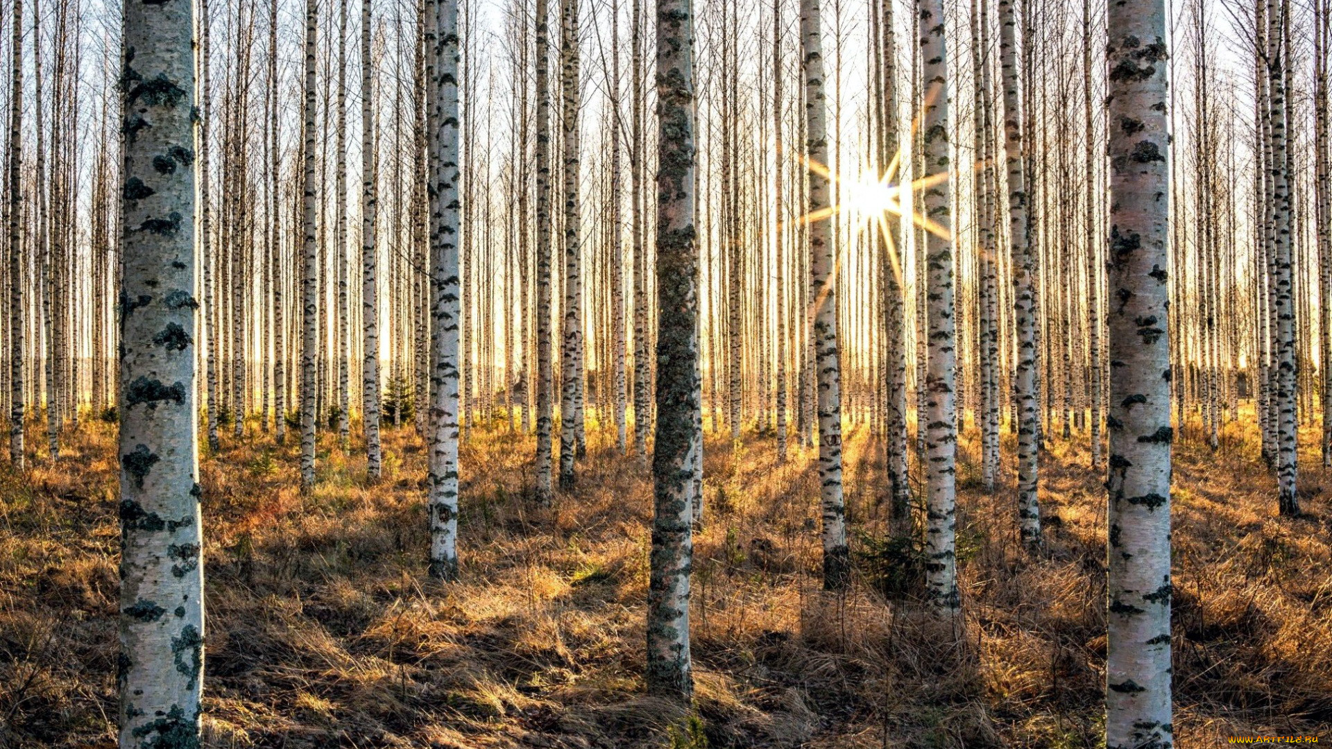 природа, лес, березы