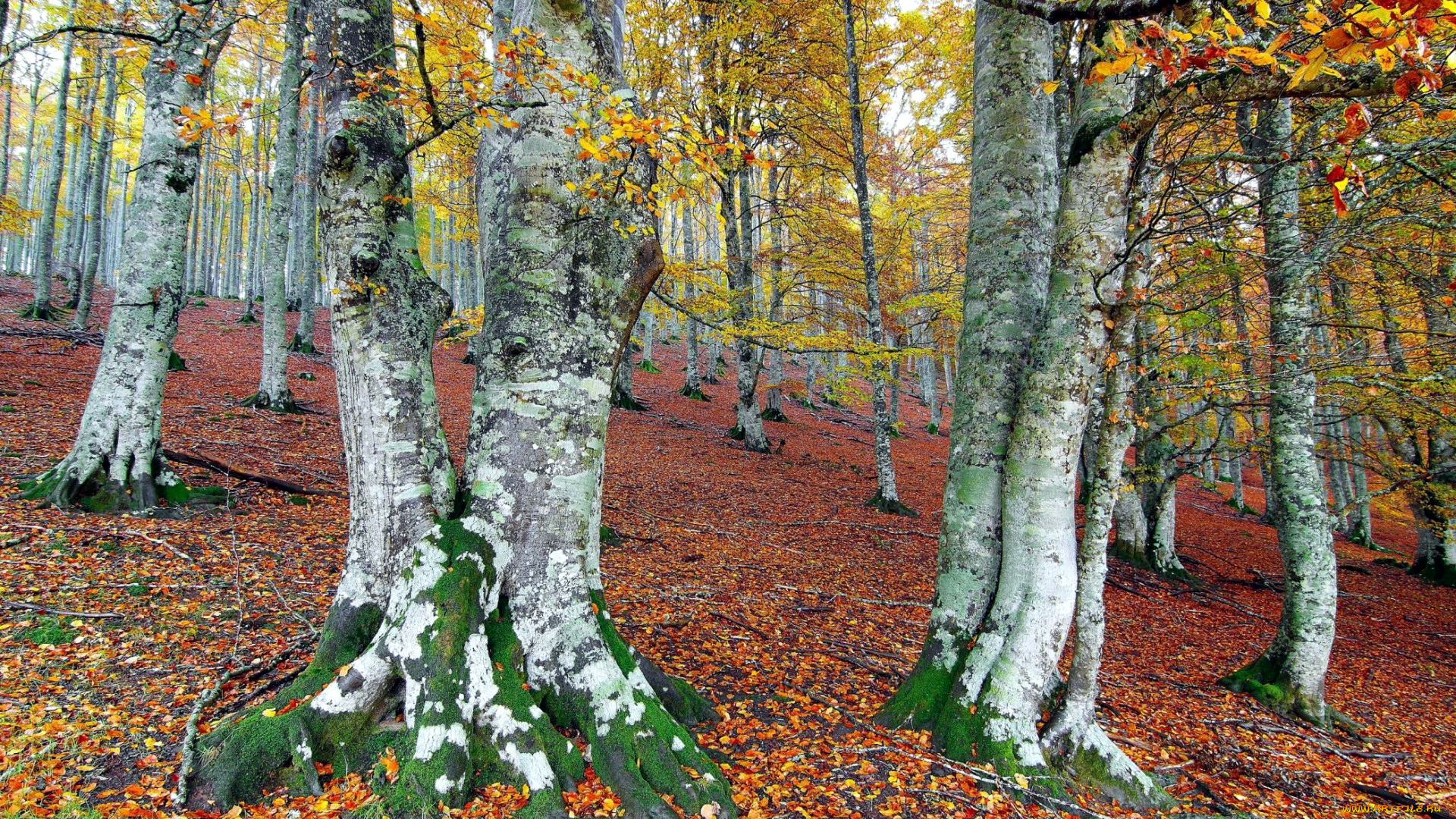 природа, лес, стволы, осень