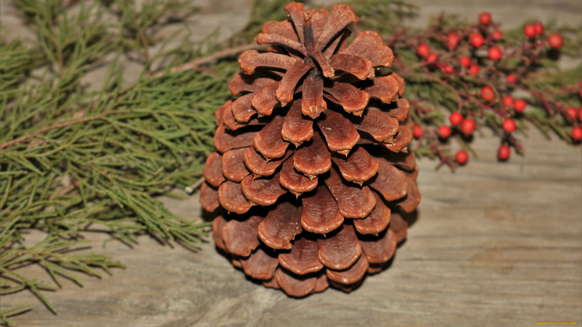 природа, шишки, , жёлуди, , каштаны, шишка