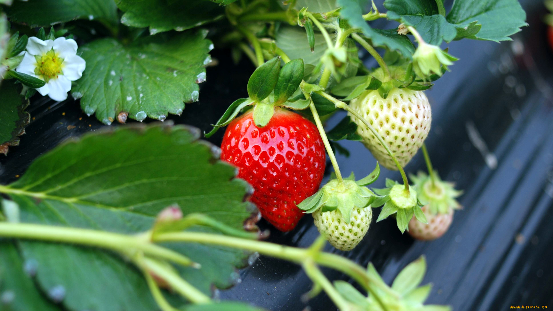 природа, ягоды, клубника