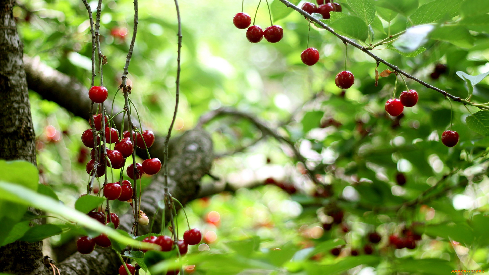 природа, ягоды, вишня