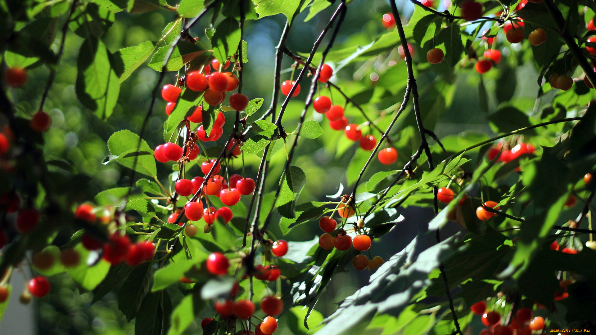природа, ягоды, вишня