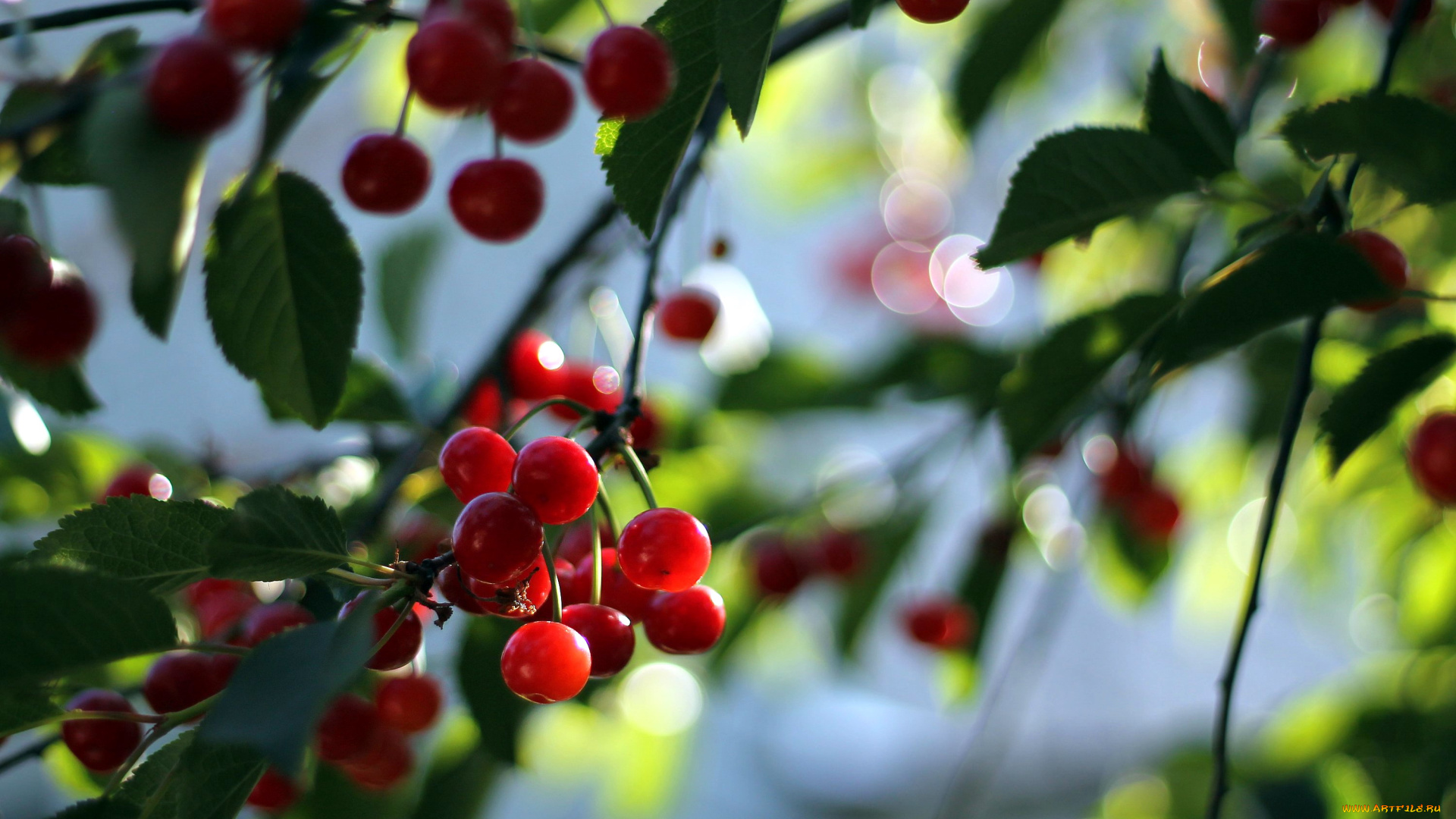 природа, ягоды, вишня