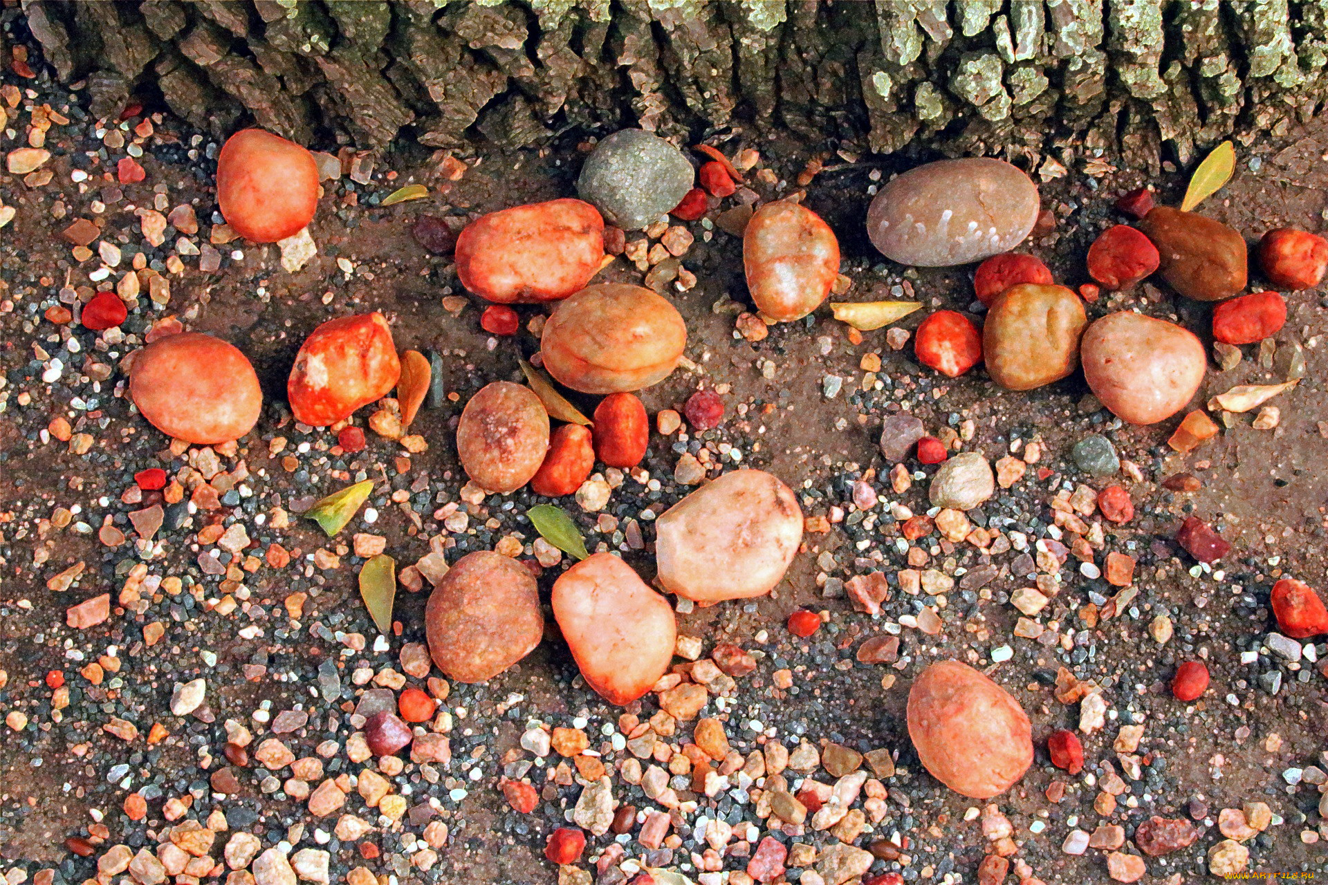 эротика, брюнетки, , шатенки, squatting, serena, savanna, a, wood, грудь, фон, взгляд, девушка, elivira, f, anna, amanda, outdoors, naked, garden, ass, amelia, sharlotta, j, doria