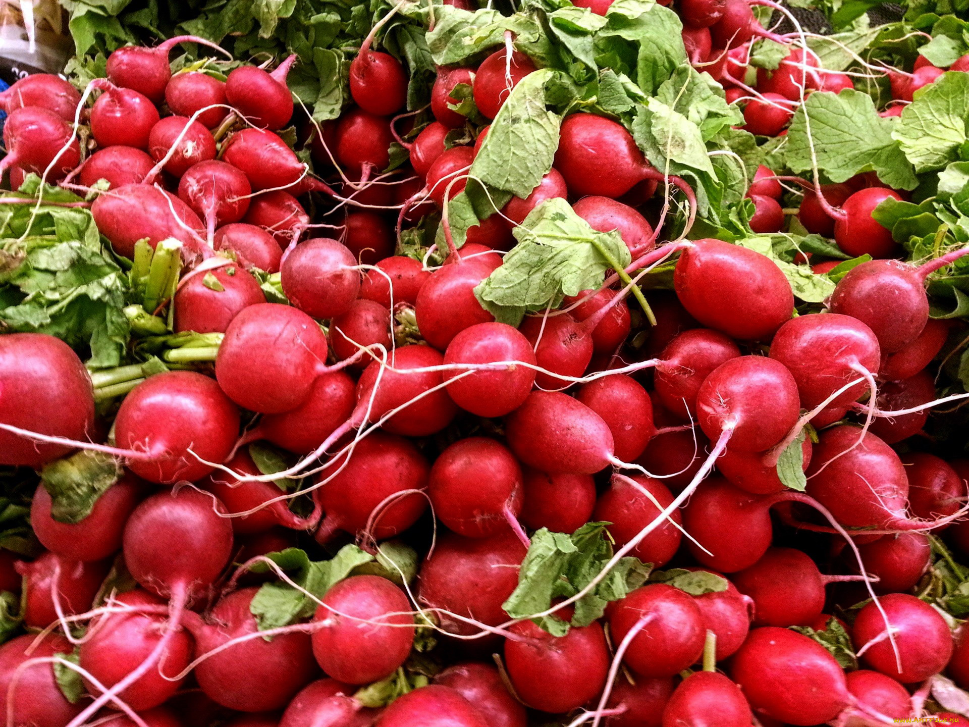 еда, редис, , репа, , редька