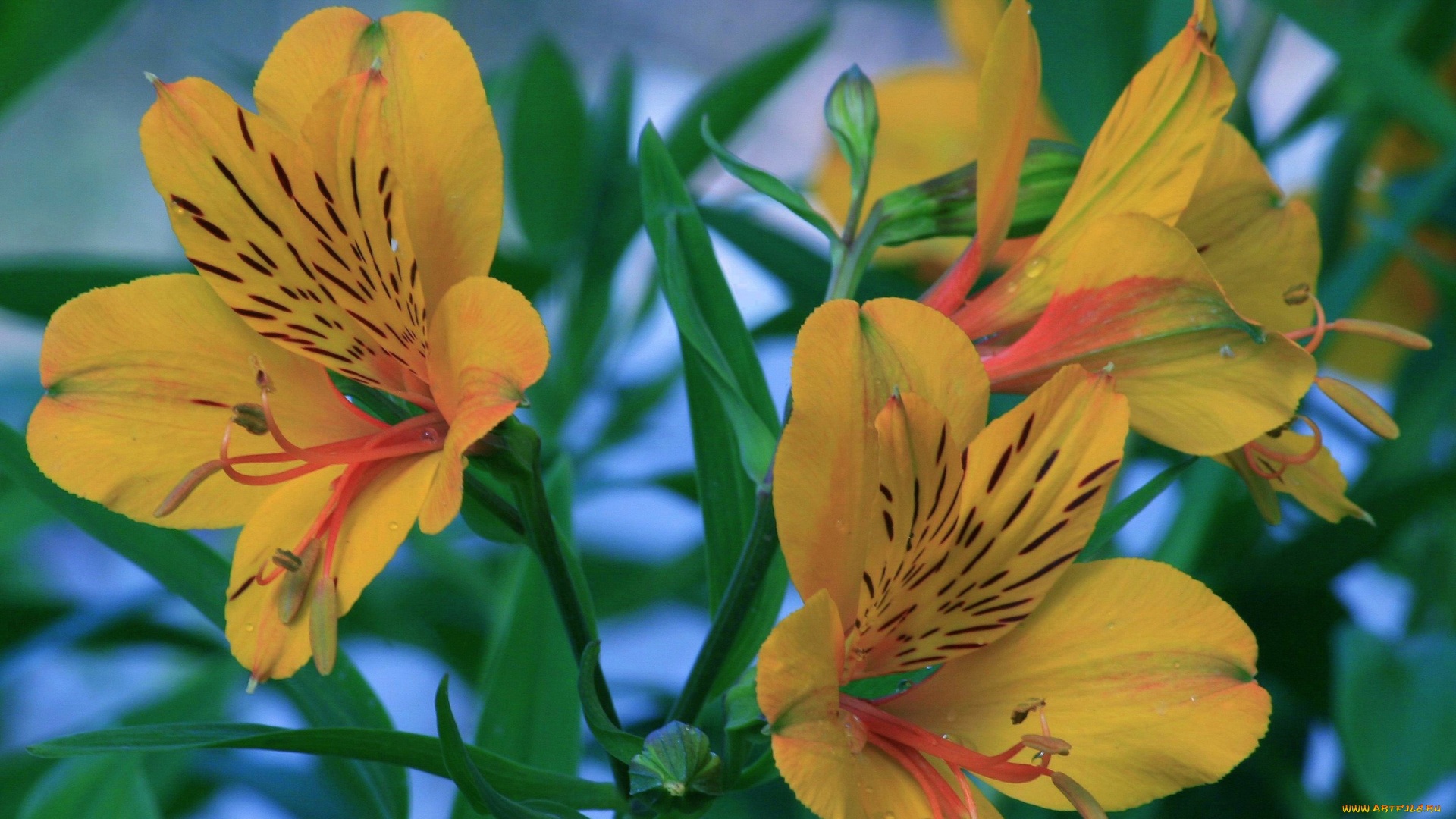 цветы, альстромерия, желтая