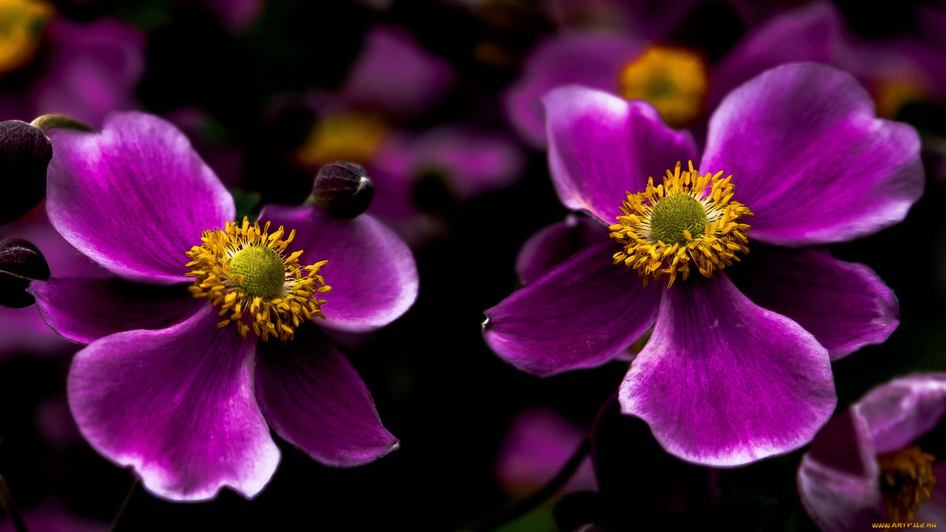 цветы, анемоны, , сон-трава, анемон, японский