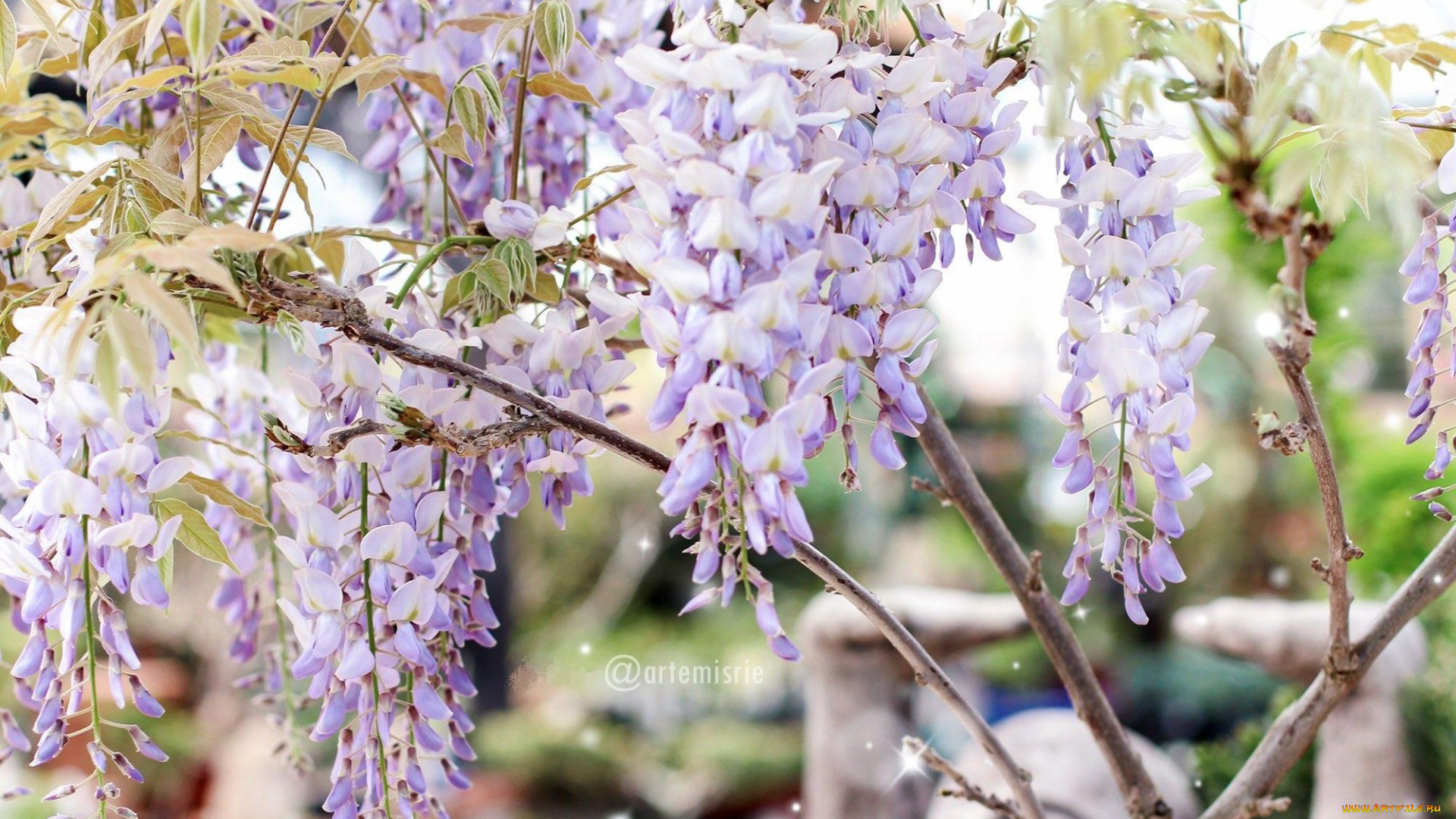 цветы, глициния, ветки