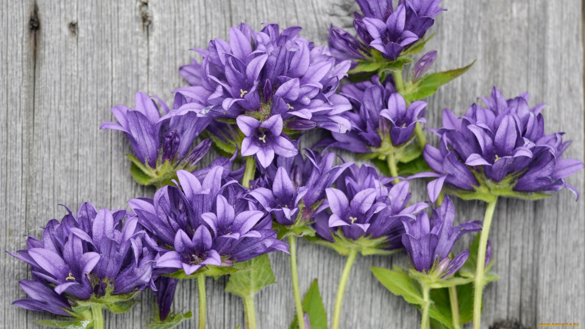 цветы, колокольчики, лиловые