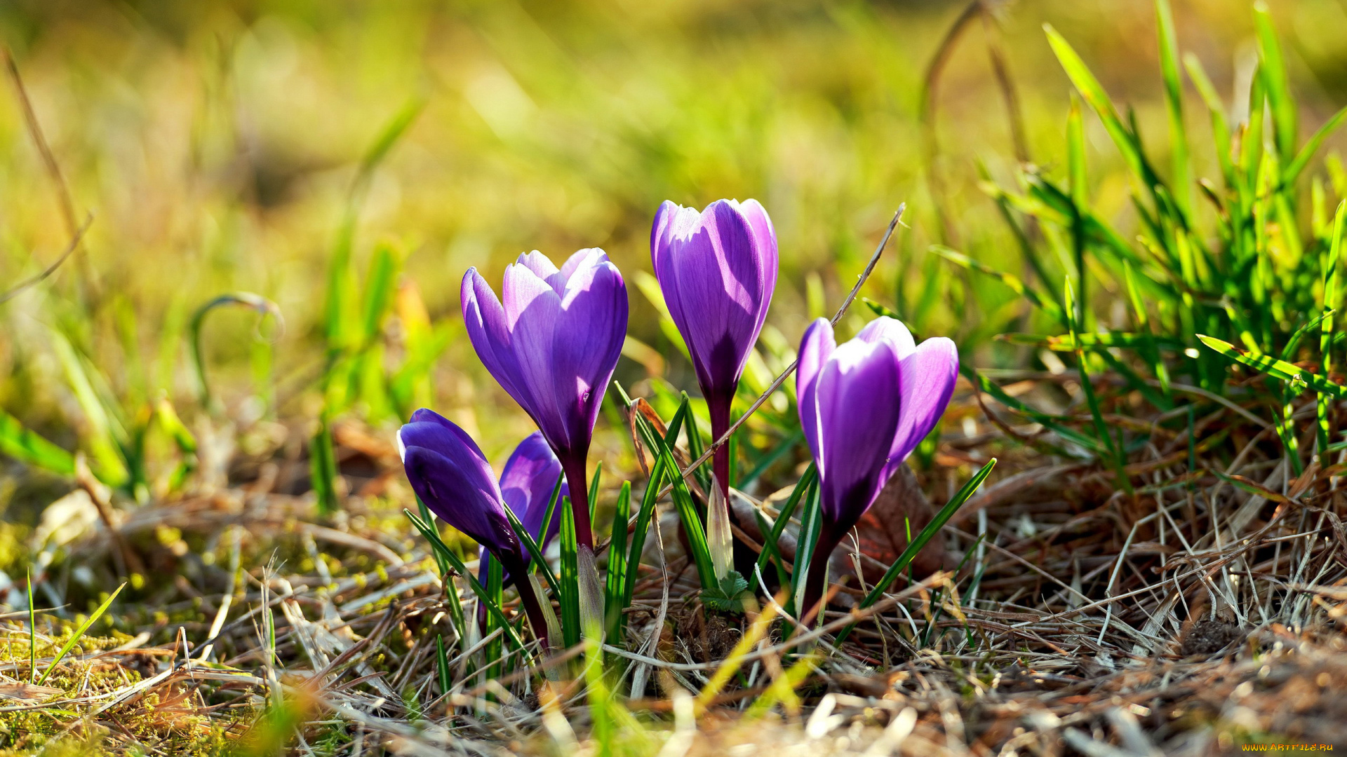 цветы, крокусы, лиловые