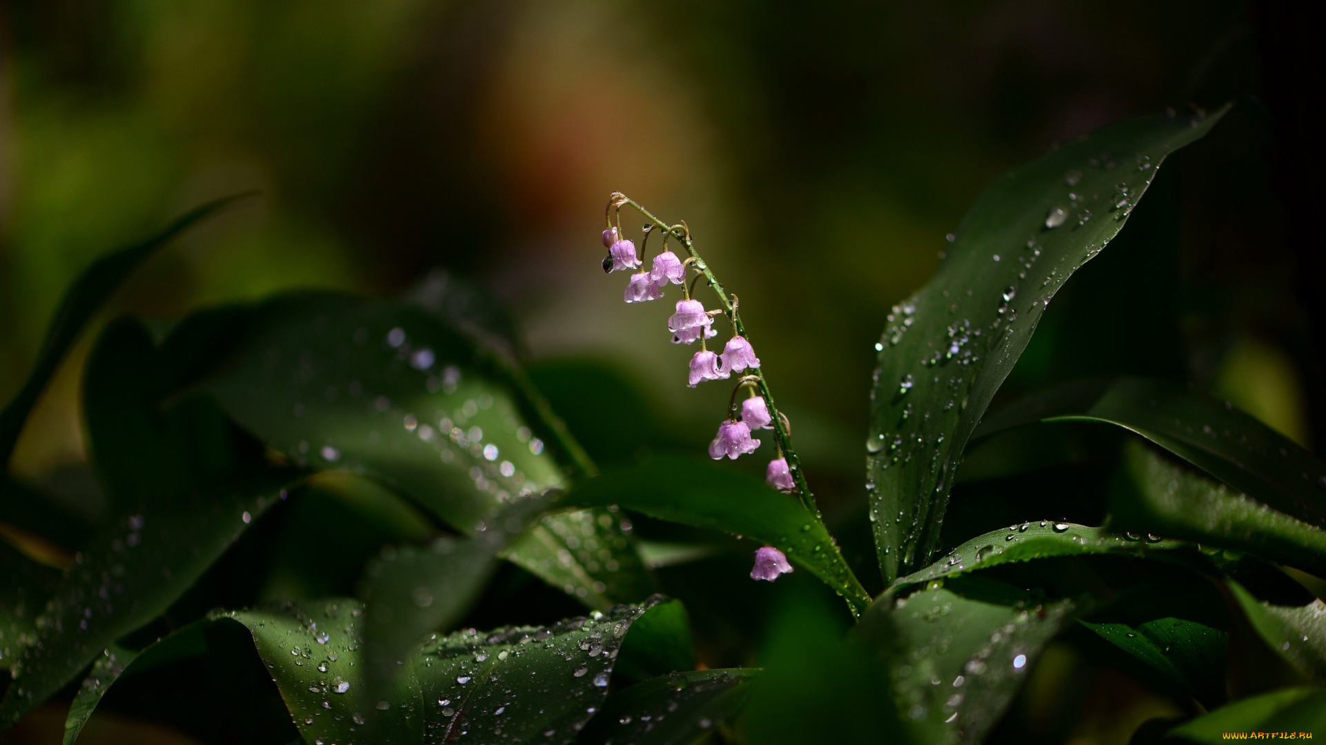 цветы, ландыши, капли, ландыш, листья