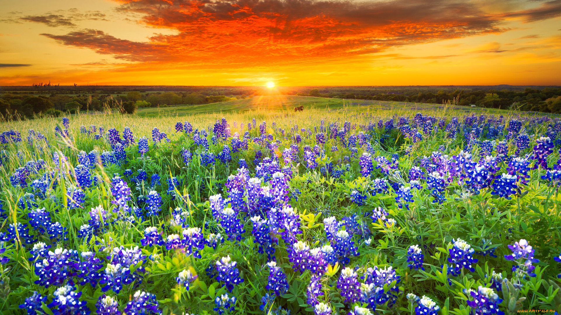 цветы, люпин, закат, луг