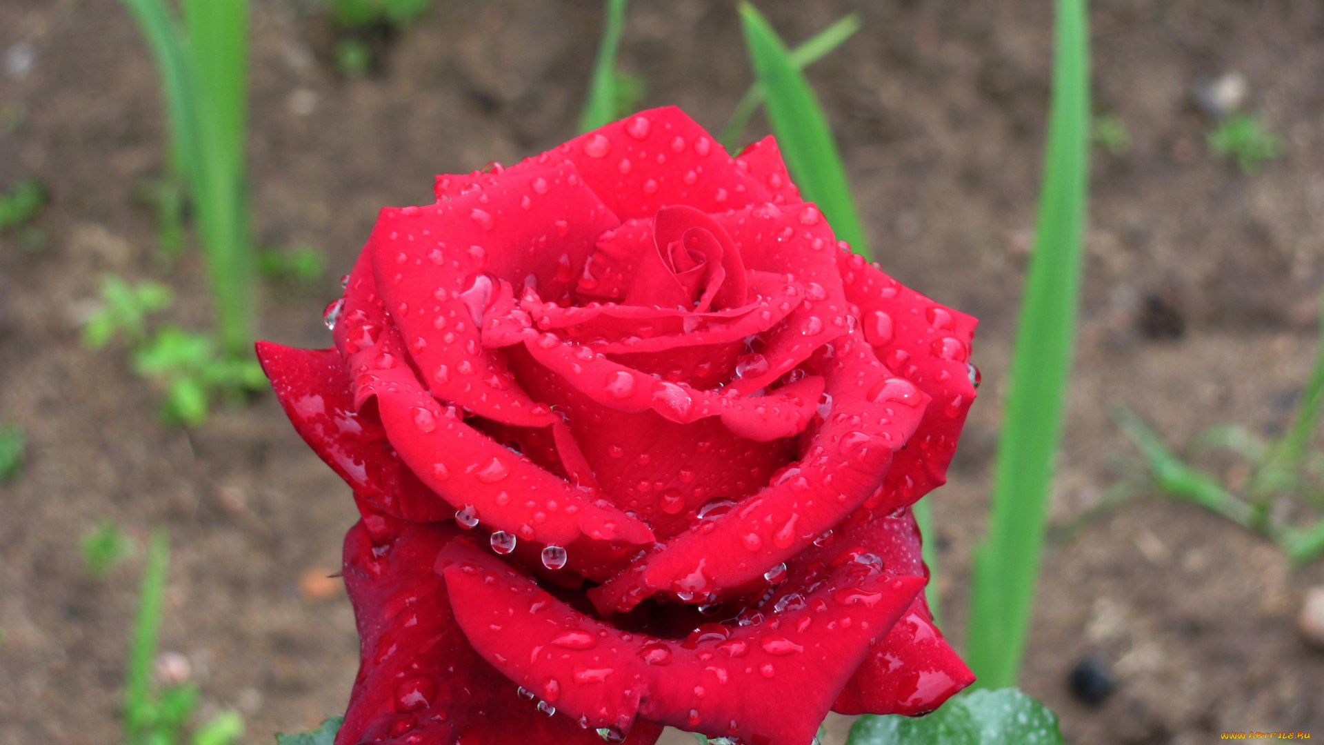 цветы, розы, бутон, роза, капли