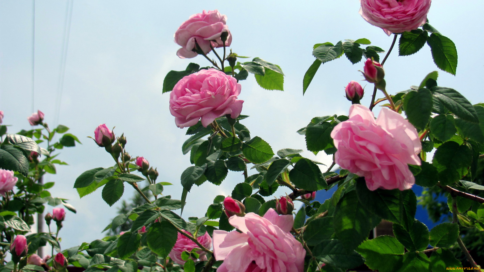 цветы, розы, розовые, куст