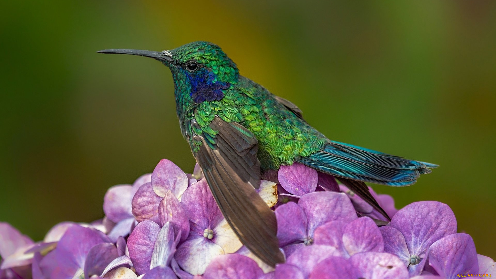 колибри, животные, самая, маленькая, птица, в, мире, да, само, название, птицы, очень, красивое, королева, нектара