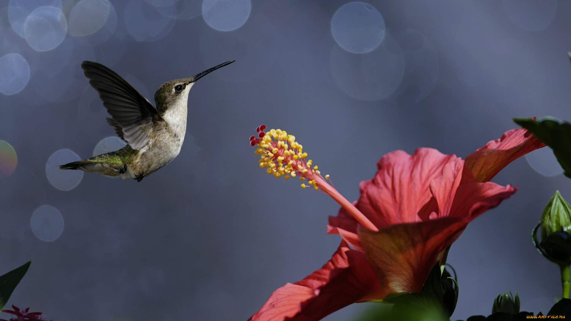 колибри, животные, самая, маленькая, птица, в, мире, да, само, название, птицы, очень, красивое, королева, нектара