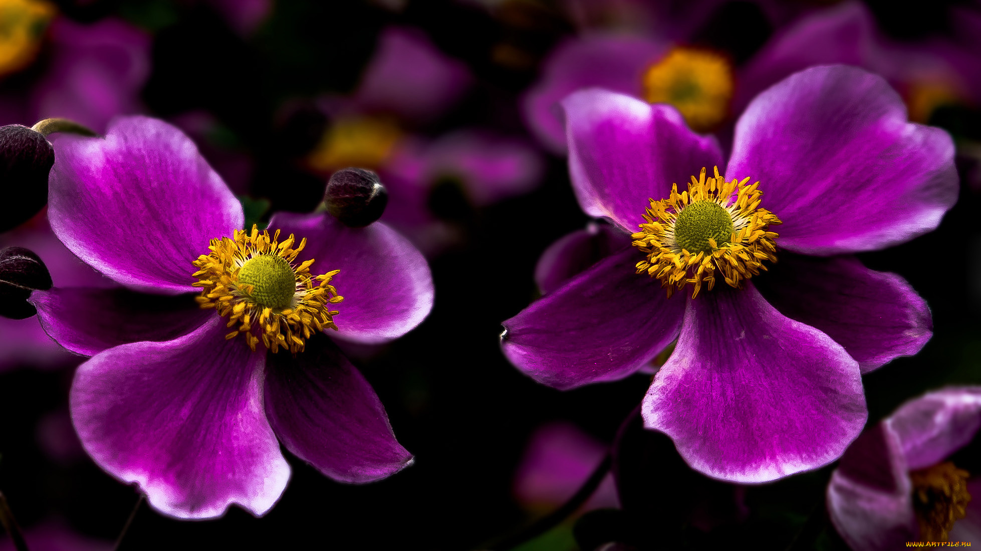 цветы, анемоны, , сон-трава, анемон, японский