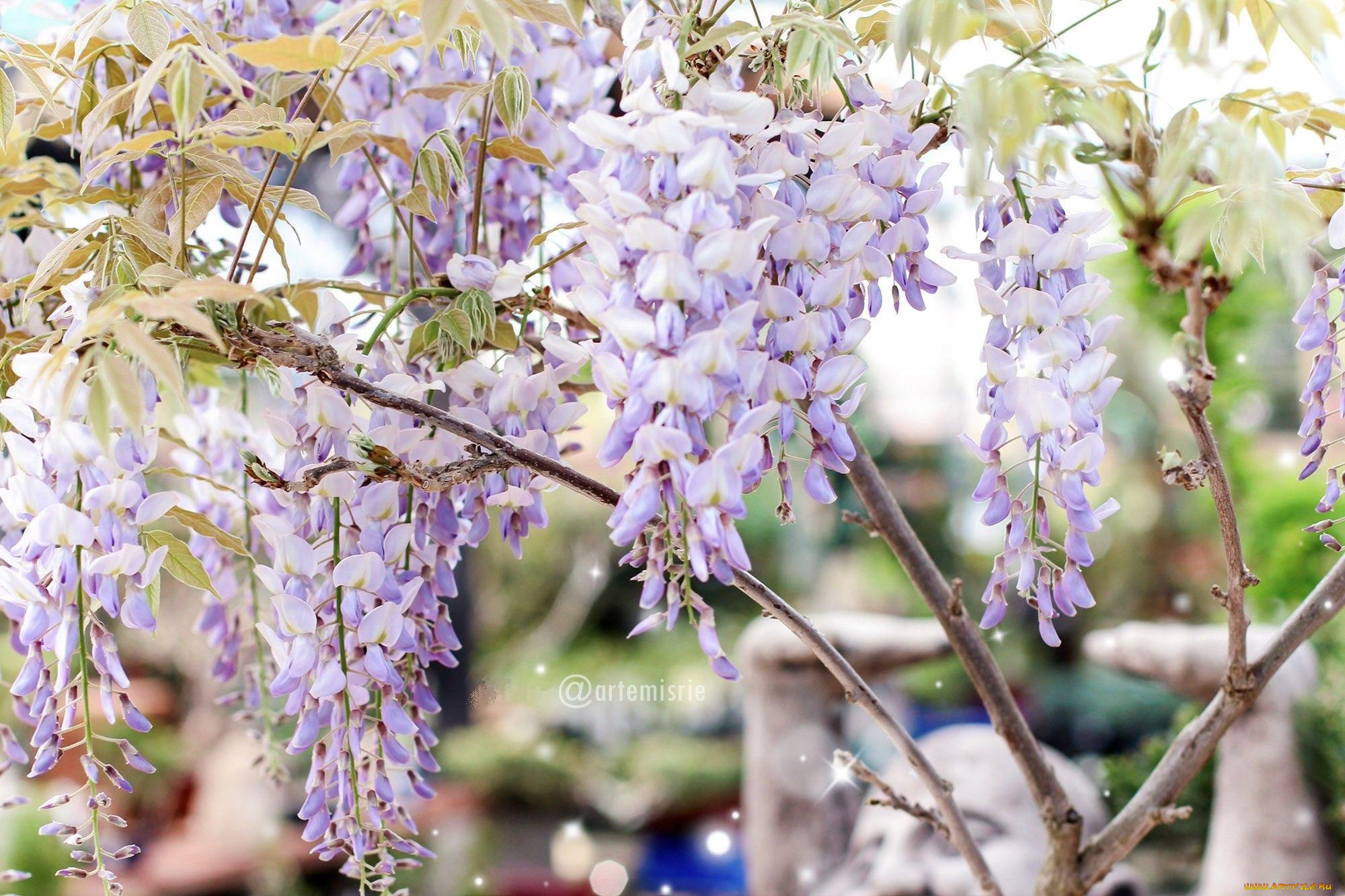 цветы, глициния, ветки