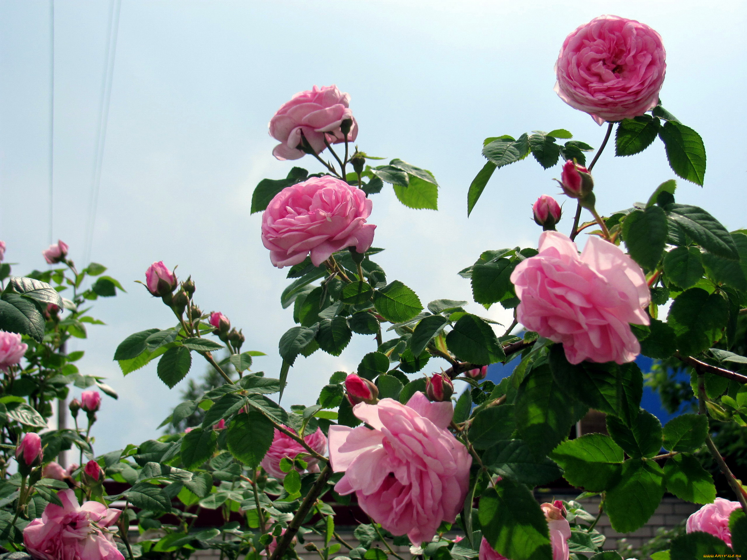 цветы, розы, розовые, куст