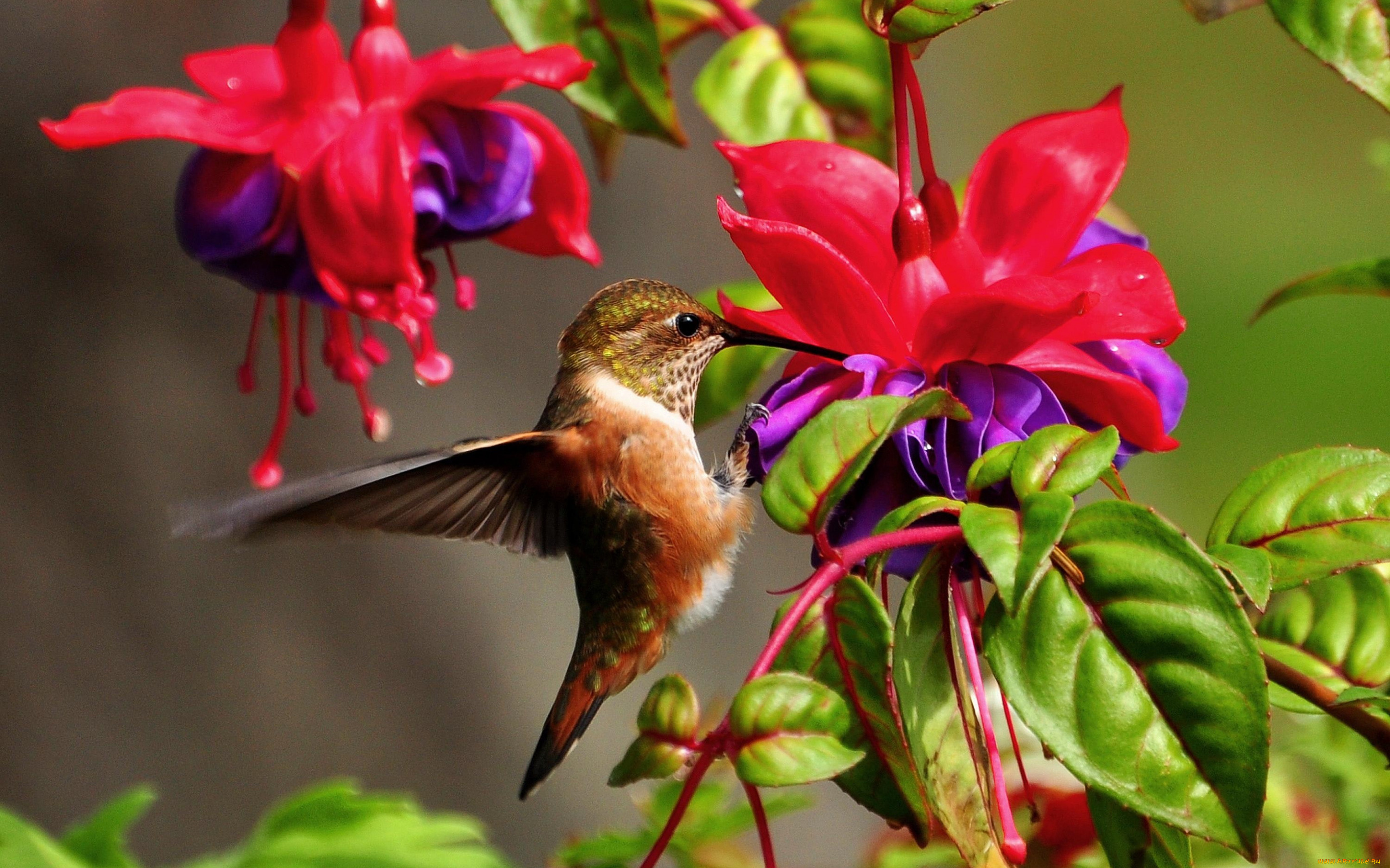 колибри, животные, самая, маленькая, птица, в, мире, да, само, название, птицы, очень, красивое, королева, нектара