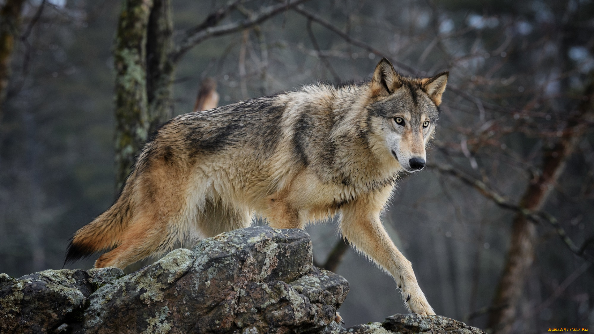 волк, животные, волки, , койоты, , шакалы, хищник, лес