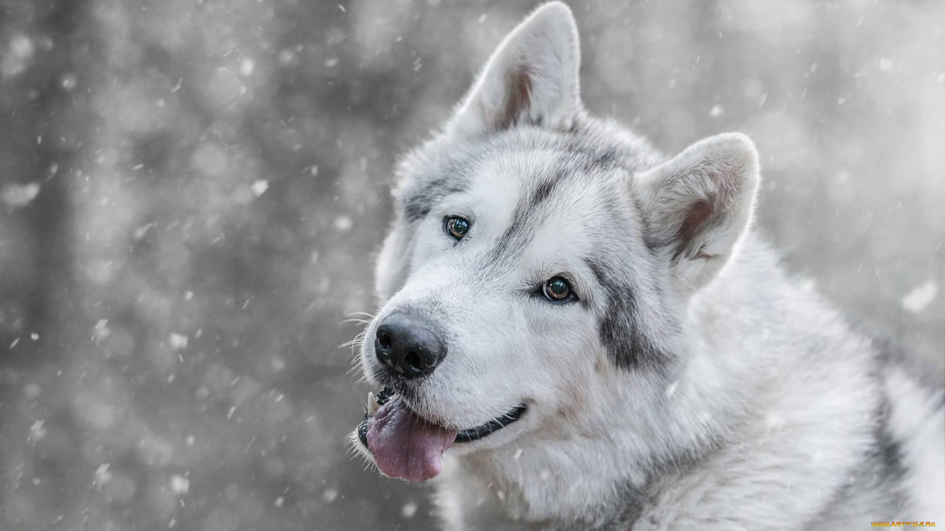 животные, собаки, лайка, белая, снег, зима