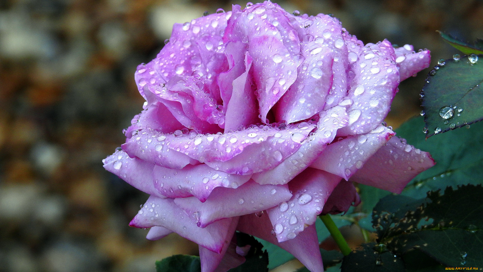 цветы, розы, макро, роза, капли