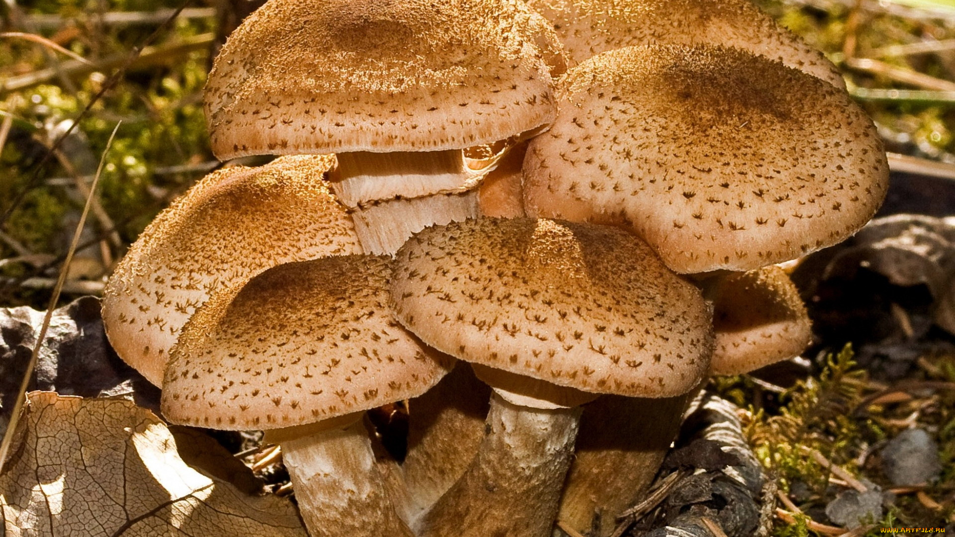 природа, грибы, грибная, семейка