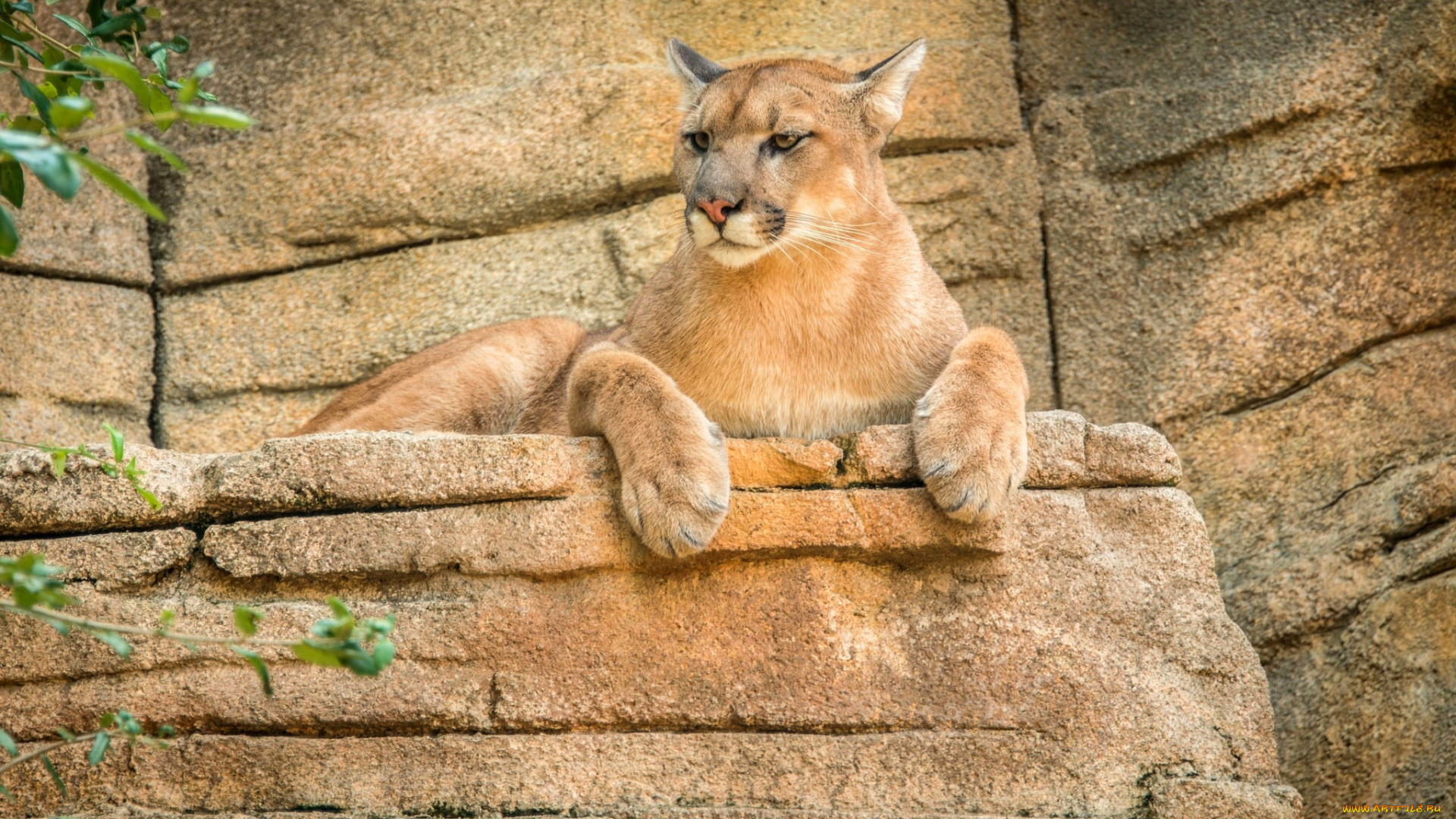 животные, пумы, пума, скалы