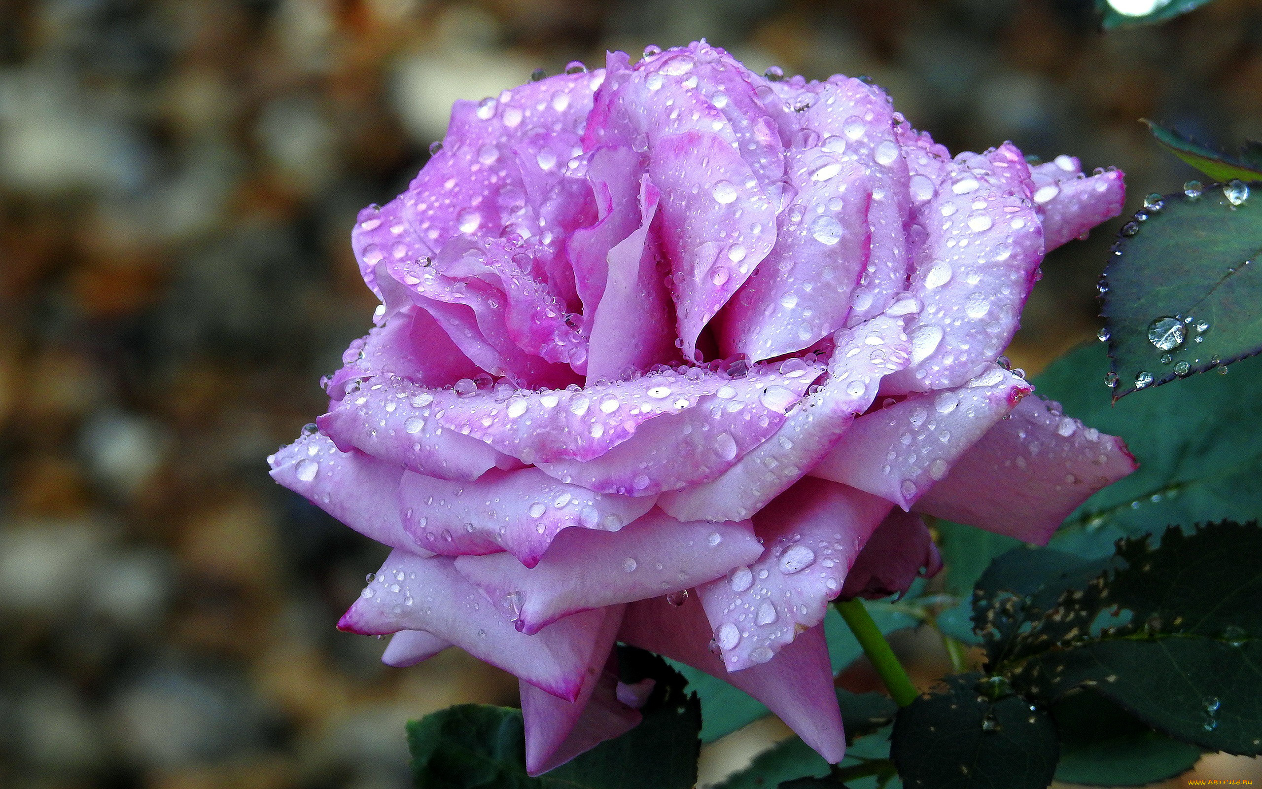 цветы, розы, макро, роза, капли