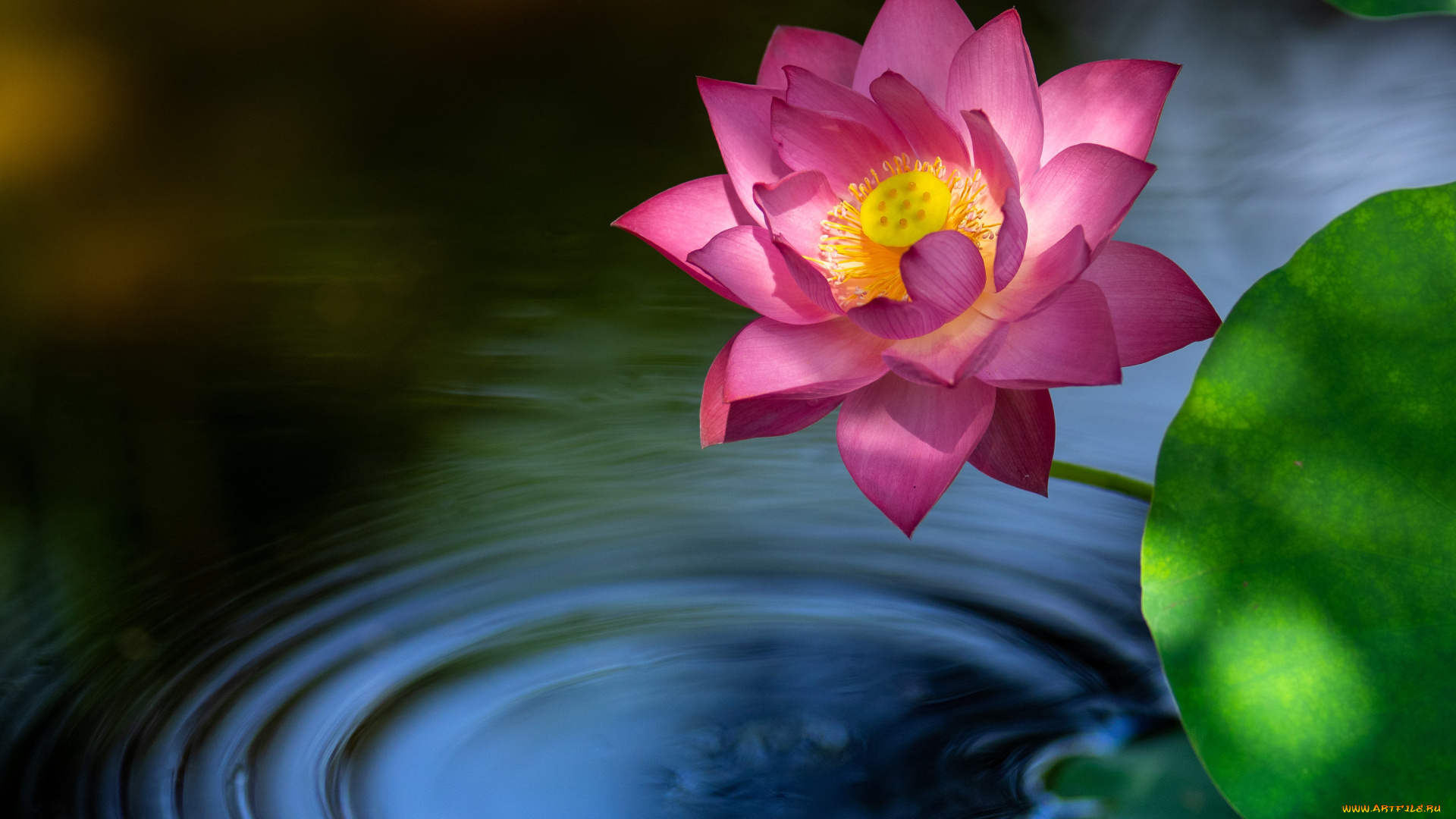 цветы, лотосы, лотос